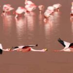  Tour Laguna Colorada Bolivia 1 Dia