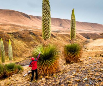 Puya Raimondi