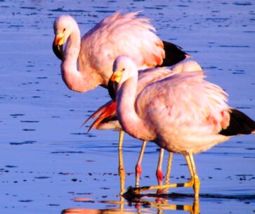 Salar de Arequipa