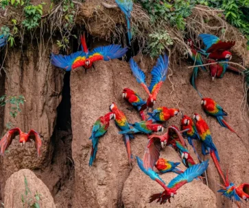 Tour Collpa de Loros en el Lago Sandoval