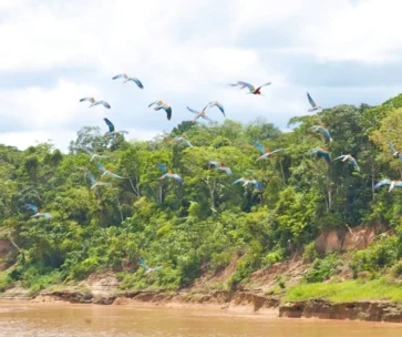 Tour Collpa de Guacamayo Chuncho 5D/4N