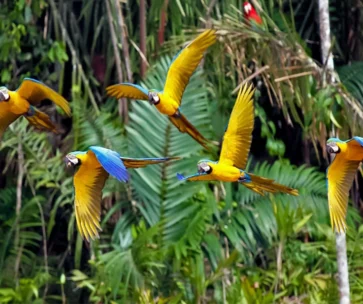 Tour 2D en la Collpa Chuncho de Guacamayos | Tambopata, Puerto Maldonado