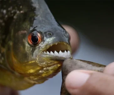 Tour de Pesca de Pirañas en Tambopata