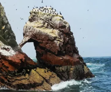 Islas Ballestas, Paracas y Huacachina Full Day desde Lima