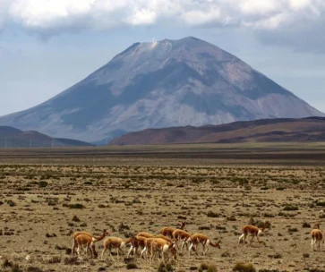 Tour Cañón del Colca 2D/1N | Naturaleza, Cultura y Cóndores