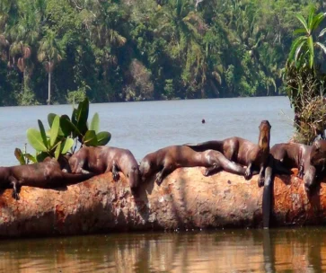 Aventura Amazónica en Tambopata | Tour 3D/ 2N
