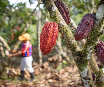 Tour Full Day 7 Tinajas – Catarata Illapani – Chocofinca